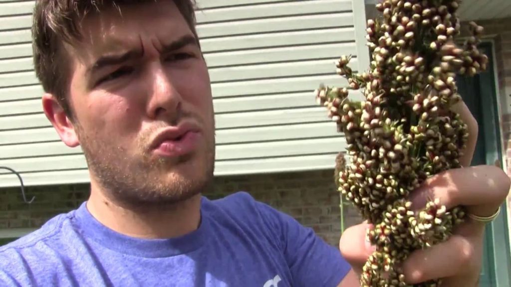 A Must Grow Plant for Anyone with the Goal of A Self Sufficient Food Supply