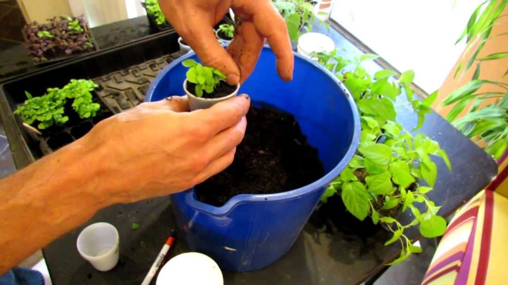 TRG 2012: How to Tranplant Basil Seedlings to Make Basil Plugs
