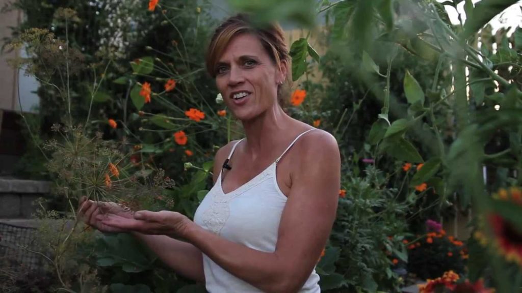 How to Get Free Seeds by Saving Your Own-Romaine Lettuce & Dill