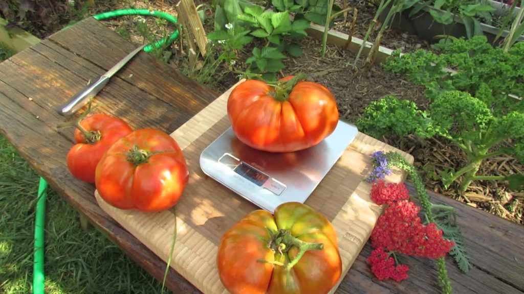 The Rusted Garden Large Beefsteak Tomato Weigh In: 2 Pounds Anyone? - TRG 2014
