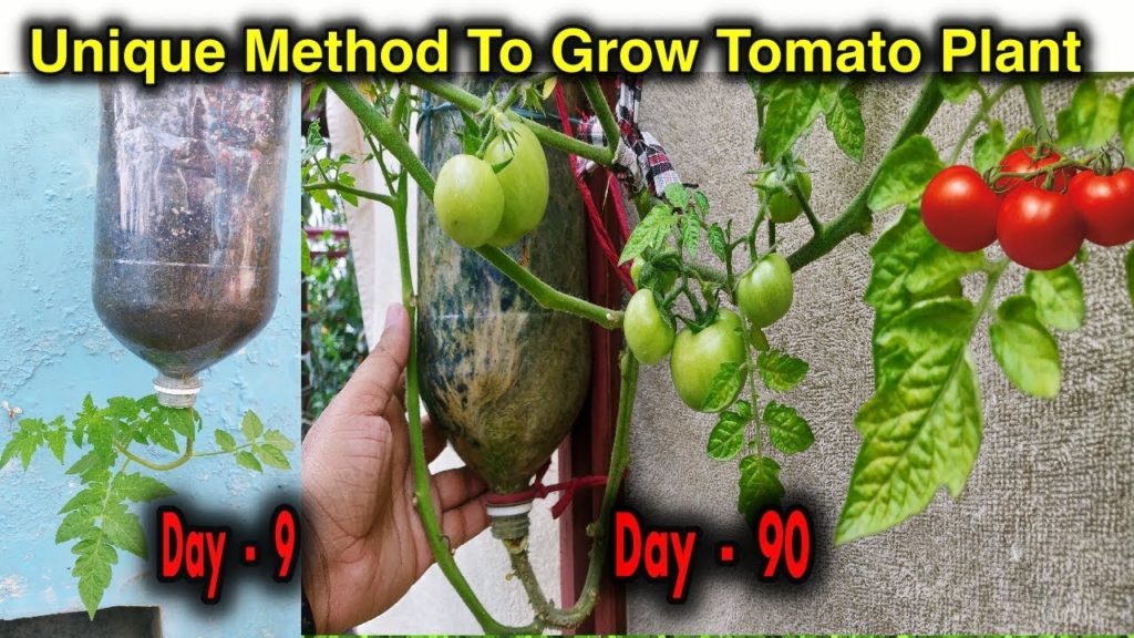 Best Method To Grow Tomato Plant in Plastic Hanging Bottle ll Vertical Gardening ll No Space Garden