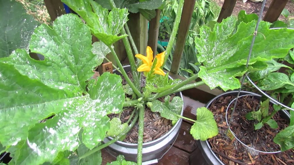 Gary Pilarchik: How to Effectively & Wisely Use Garden Insect Dusts: Dust On/Dust Off -TRG 2014 How to Effectively & Wisely Use Garden Insect Dusts: Dust On/Dust Off -TRG 2014