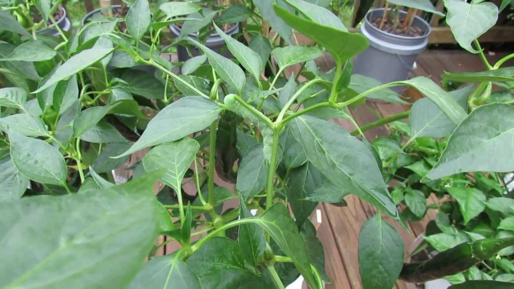 Gary Pilarchik: Identifying the Tomato Hornworm & Inspecting Your Garden: My 1st Vegetable Garden – MFG 2013 Identifying the Tomato Hornworm & Inspecting Your Garden: My 1st Vegetable Garden - MFG 2013