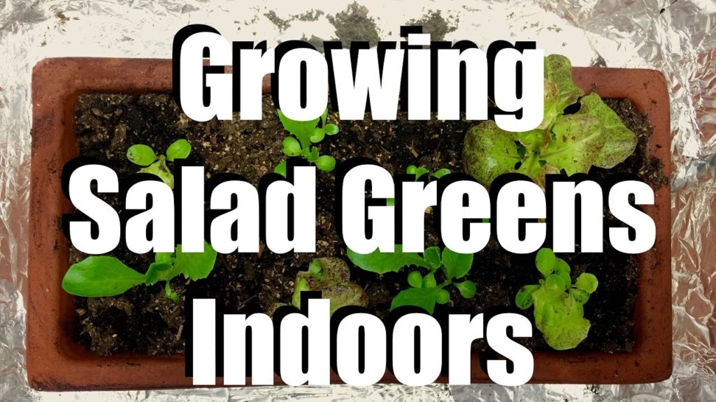 How to Grow Salad Greens Indoors & 2 Easy Indoor Grow Light Set Ups // Growing Your Indoor Garden #4