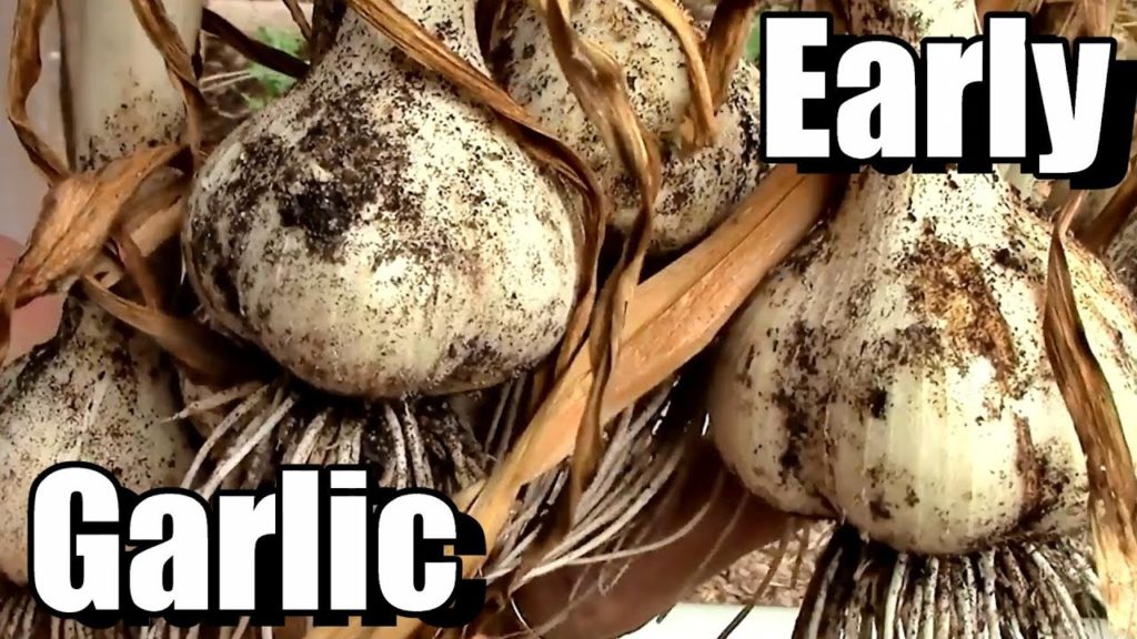 My Secret for Early Garlic Harvests