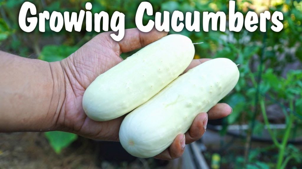 California Gardening: How To Grow White Cucumbers – Growing White Cucumbers in pots How To Grow White Cucumbers - Growing White Cucumbers in pots