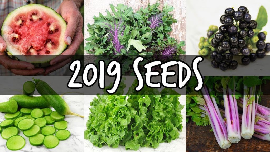 Epic Gardening: 23 Rare Seeds I'm Growing in 2019 23 Rare Seeds I'm Growing in 2019
