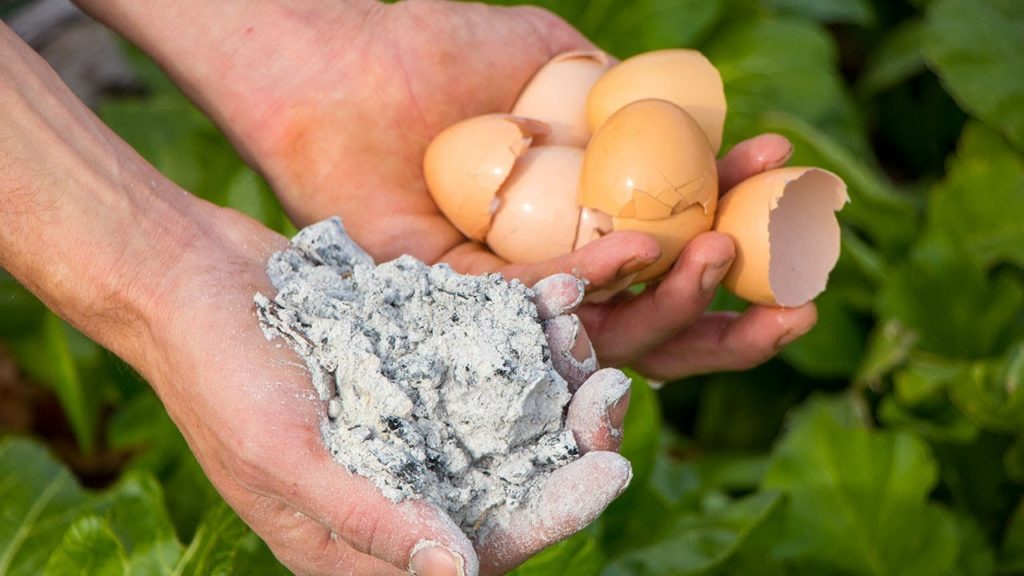 Add Eggshells And Ashes To Your Garden, What Happens A Few Days Later Will Surprise You