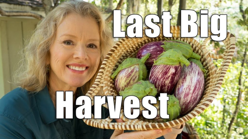 LAST Big Harvest, Peppers, Shoutout | Garden Workday