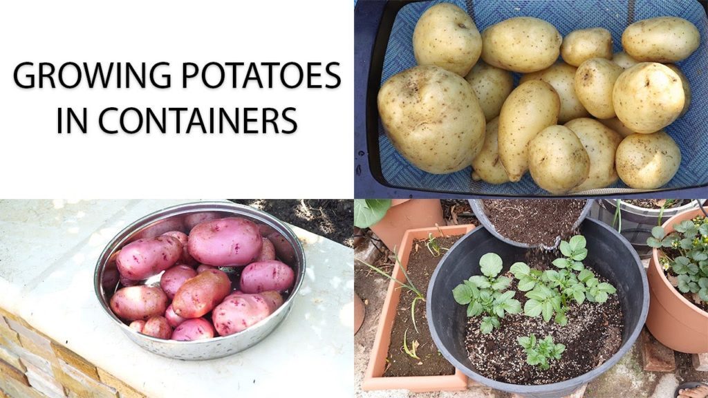 California Gardening: Red vs White Potato – Growing & Harvesting Potatoes In Containers Red vs White Potato - Growing & Harvesting Potatoes In Containers