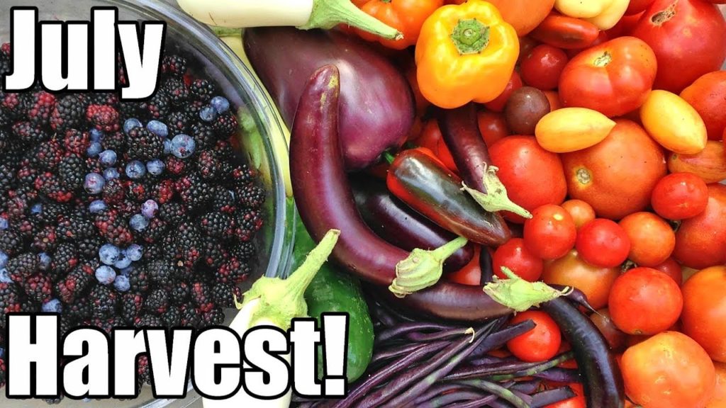 One Yard Revolution: July Garden Harvest! Local Food at its BEST July Garden Harvest! Local Food at its BEST