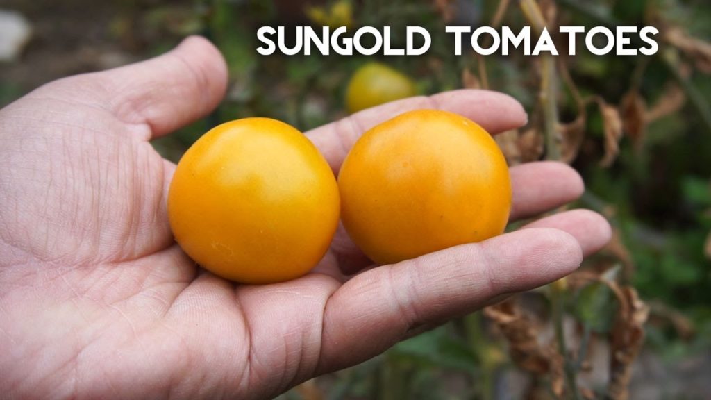 California Gardening: How to grow SunGold tomato – Delcious tomatoes! How to grow SunGold tomato - Delcious tomatoes!