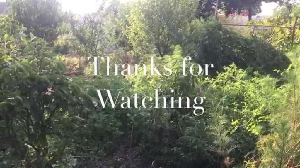 Recycled Window Greenhouse Build 2