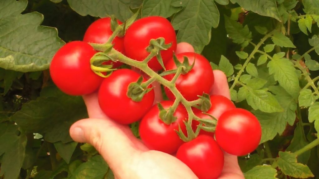 One Yard Revolution: Taking Frugal Gardening To A New Level-Our $105.13 Garden Taking Frugal Gardening To A New Level-Our $105.13 Garden