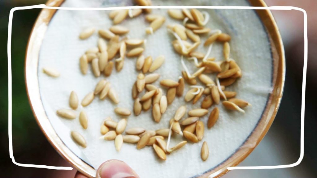 Siloé Oliveira: Crazy Trick for Growing Cucumber from Seed Crazy Trick for Growing Cucumber from Seed