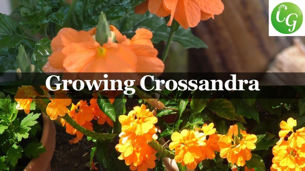 California Gardening: Flora Series – Growing Crossandra Sundance Firecracker Plant Flora Series - Growing Crossandra Sundance Firecracker Plant