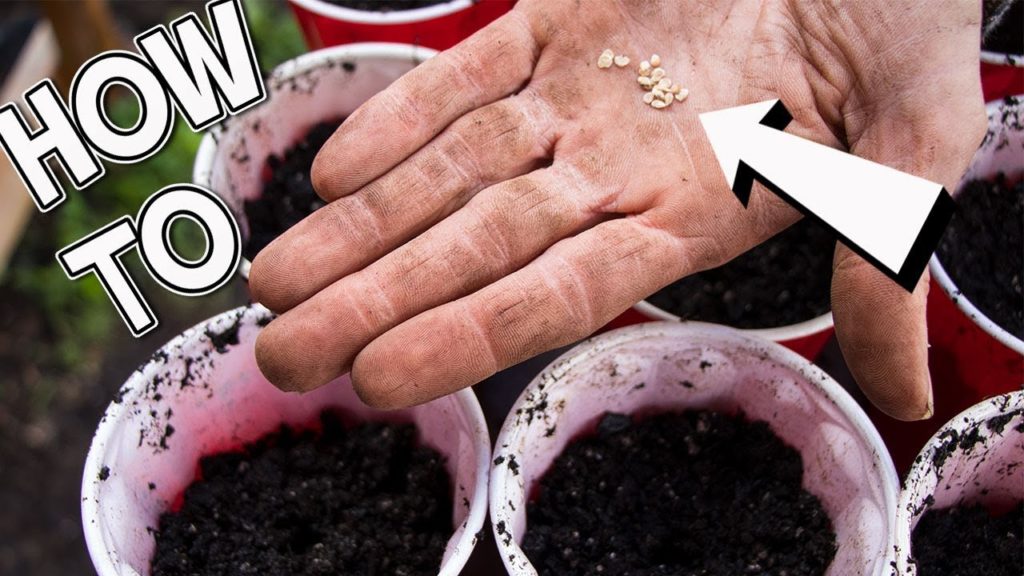 How To Start Seeds Indoors