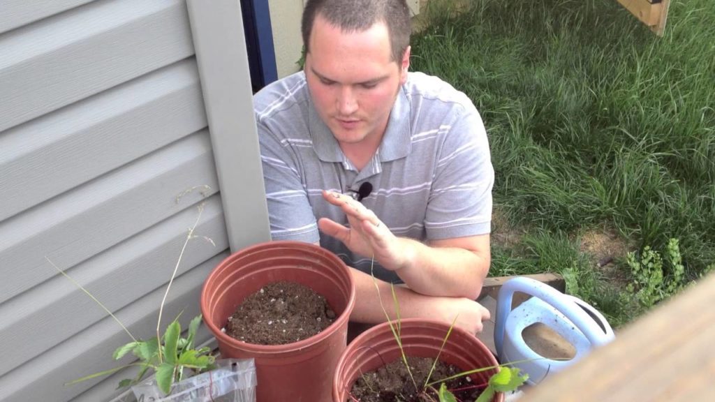 How to Propagate Wild Strawberries to the Alberta Urban Garden