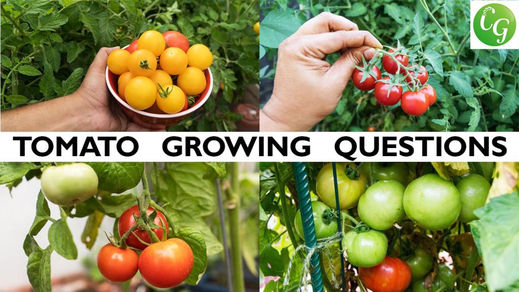 Your Tomato Growing Questions Answered - Tips For Growing Great Tomatoes