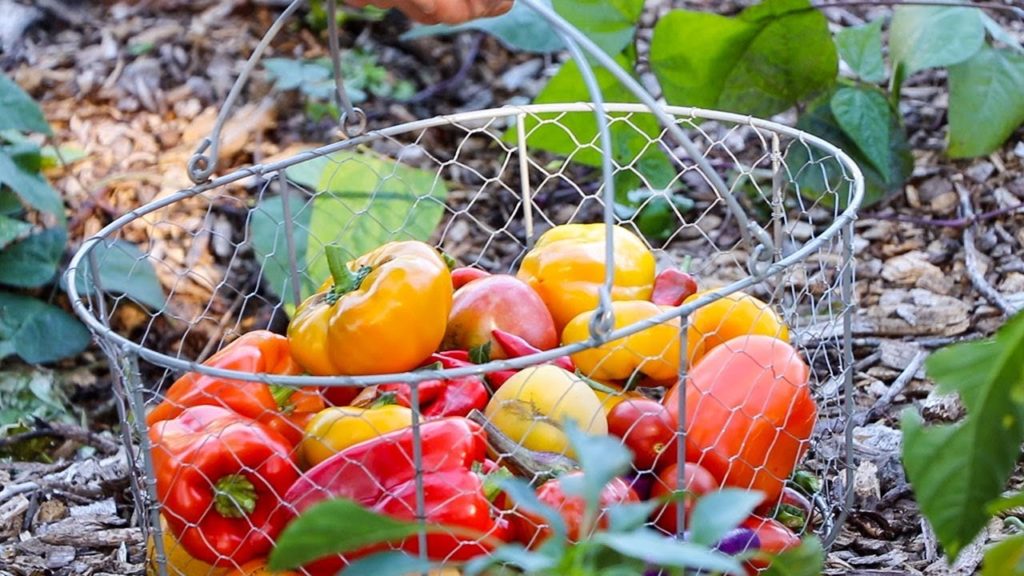 NO-TILL Garden Harvest, Natural Farming