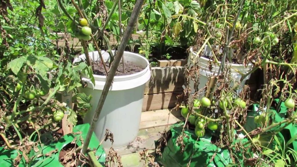 Tomato Container Size Matters: Grow Bags, Straw Bales & 5 Gallon Containers - The Rusted Garden 2013
