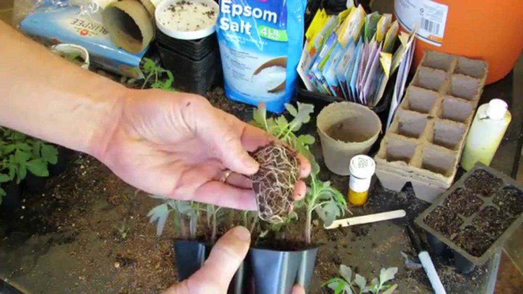 Basics for Starting Tomatoes Indoors: Seed Cells, Planting, Thinning & Transplanting - TRG 2015