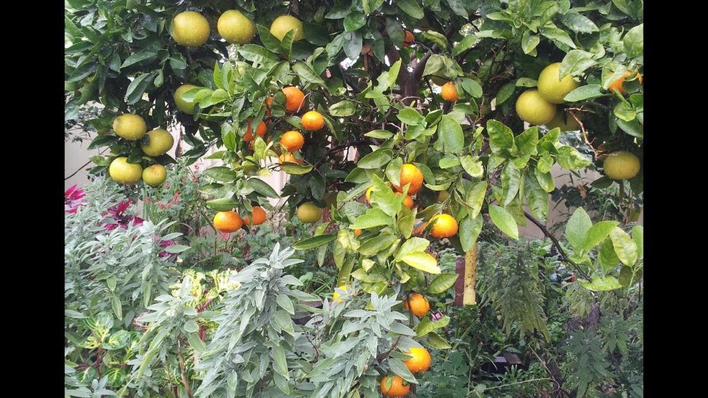 Companion planting in a small productive urban garden. Sustainable Gardening Australia