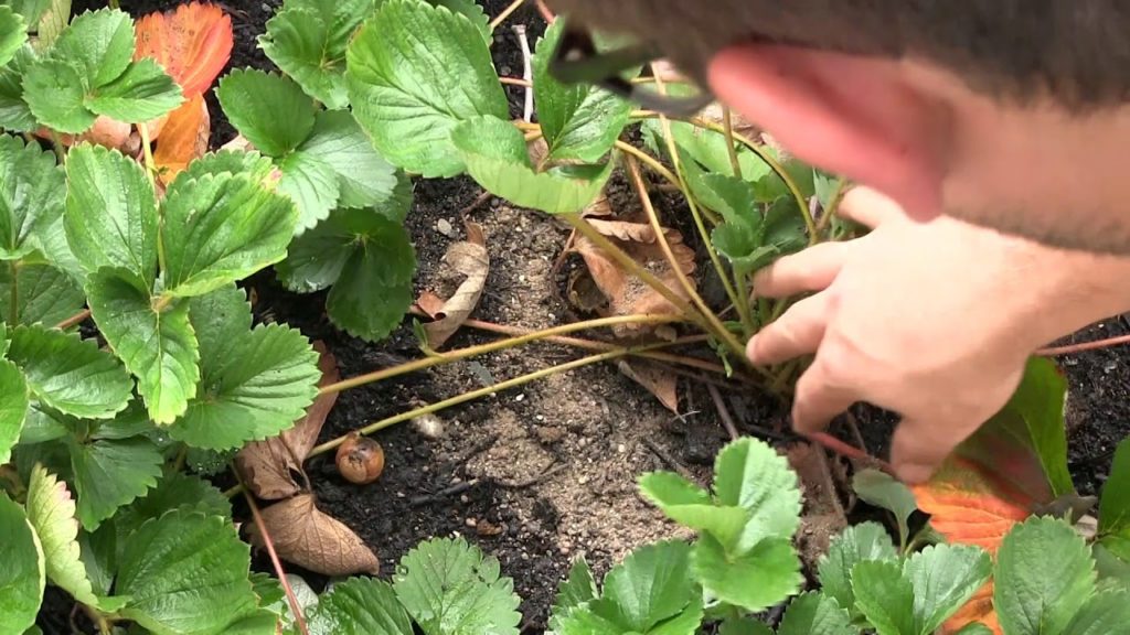 MIgardener: How To Fertilize Perennials In The Fall – Prepare for Winter & Spring How To Fertilize Perennials In The Fall - Prepare for Winter & Spring