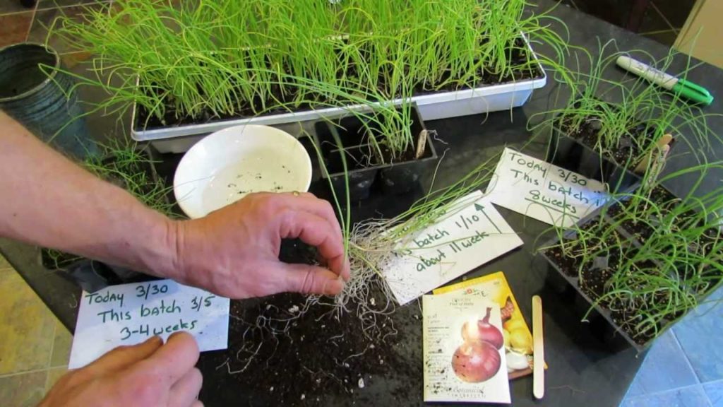 Gary Pilarchik: How to Grow Your Own Onion & Leek Transplants: 100's of Plants for Pennies – The Rusted Garden 2013 How to Grow Your Own Onion & Leek Transplants: 100's of Plants for Pennies - The Rusted Garden 2013