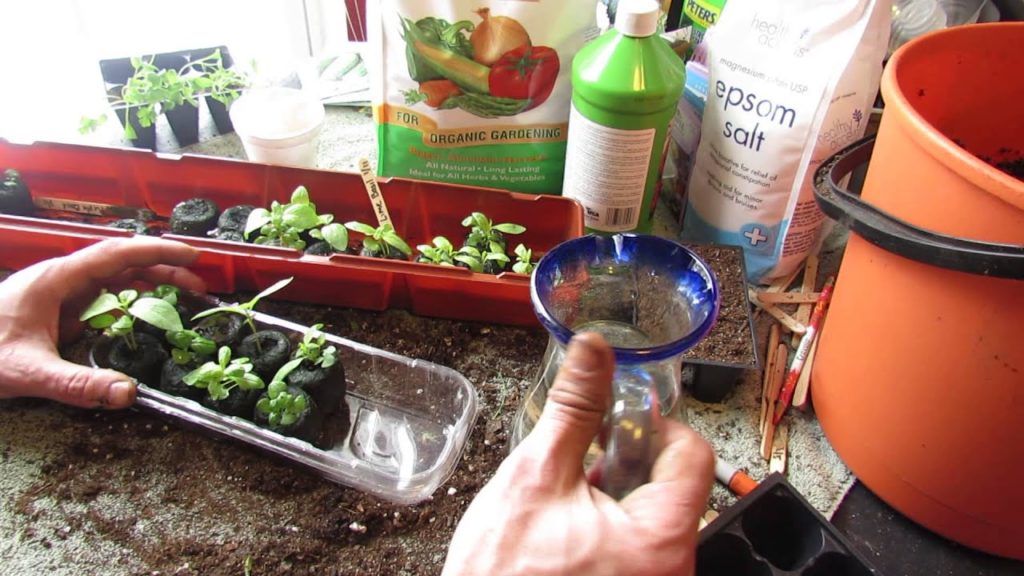 Growing Kitchen Windowsill Basil in a Watering Tray: Peat Pellets are Perfect! - MFG 2014
