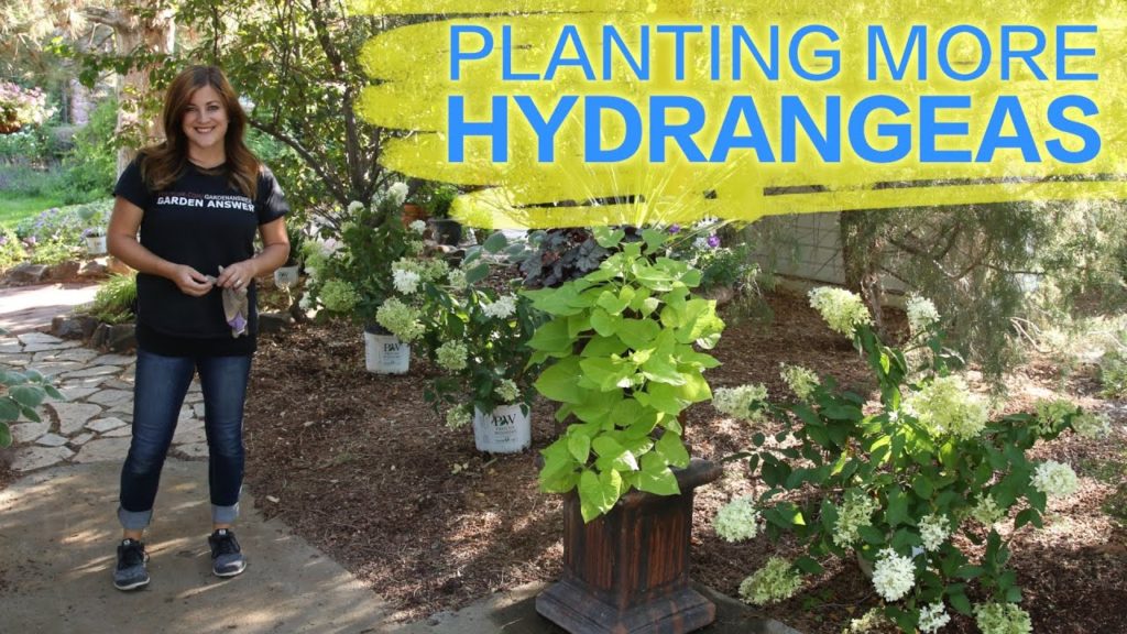 Planting More Hydrangeas // Garden Answer