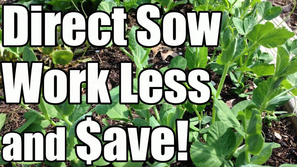 One Yard Revolution: 2 Min. Tip: Save Time & Money by Directly Sowing Seeds 2 Min. Tip: Save Time & Money by Directly Sowing Seeds