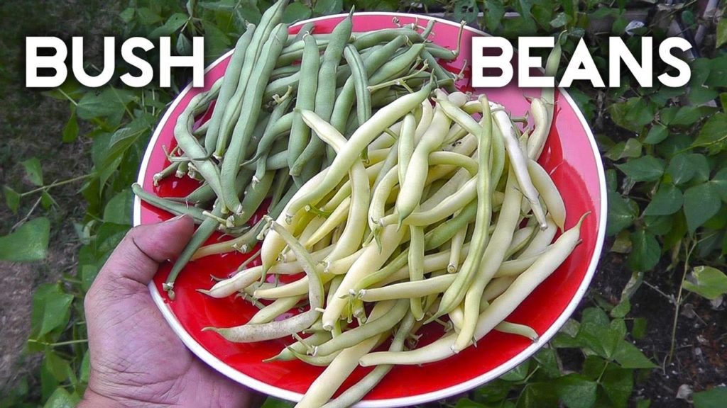 Bush Beans - Top Crop, Tendergreen Improved & Yellow Wax Beans