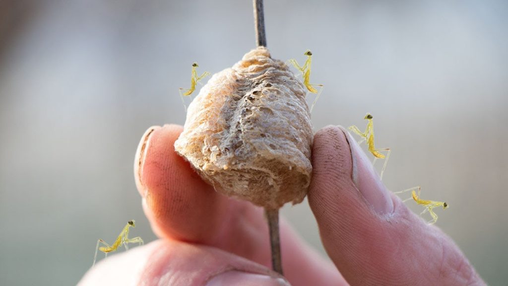 This Secret Could Save Your Garden From Pests