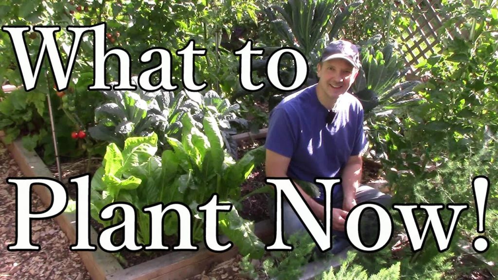 One Yard Revolution: 2 Min. Tip: What We’re Planting Now for a Fall Harvest (Zone 5) 2 Min. Tip: What We’re Planting Now for a Fall Harvest (Zone 5)