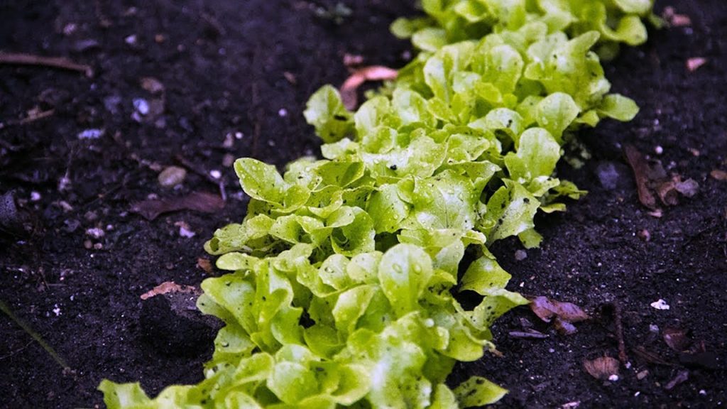 Epic Gardening: Grow 5-10x More Greens in The Same Amount of Space! Grow 5-10x More Greens in The Same Amount of Space!