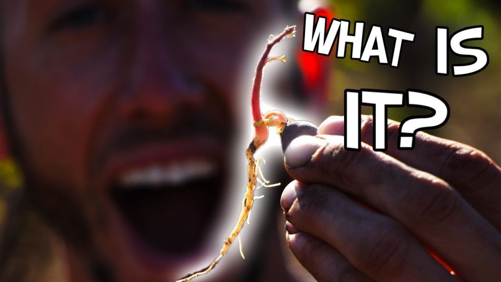 This Garden Just Keeps On GIVING!