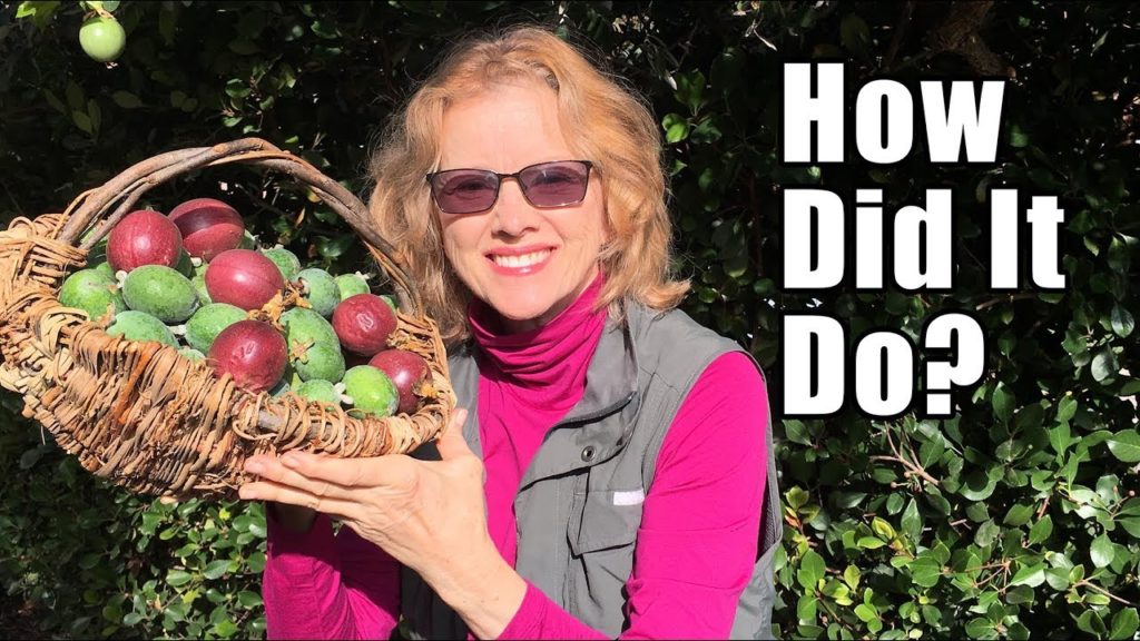 Kaye Kittrell: Fall Urban Garden Tour after Trip | Los Angeles Fall Urban Garden Tour after Trip | Los Angeles