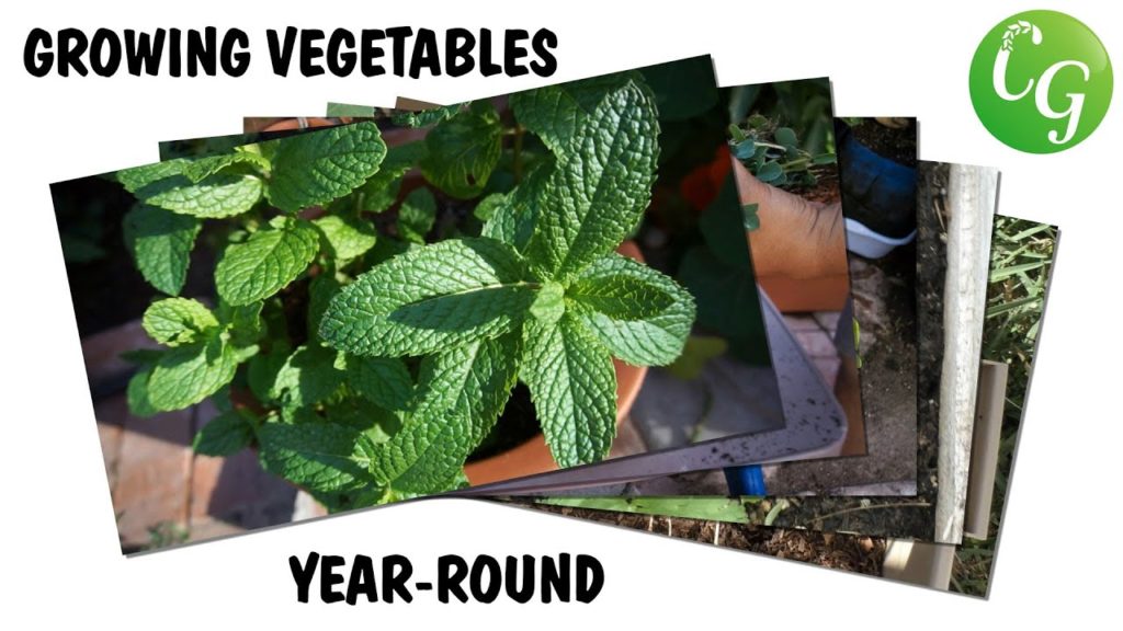 California Gardening: Gardening All year Round – 5 Vegetables & Herbs To Grow All Year Gardening All year Round - 5 Vegetables & Herbs To Grow All Year