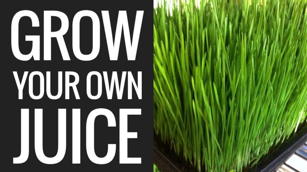 How To Grow Wheatgrass DIRT Cheap (+ Wheatgrass Juice Recipe)