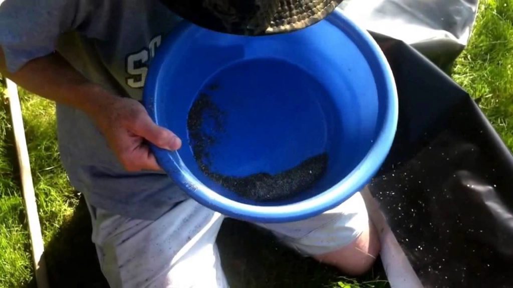 Harvesting Lettuce Seed