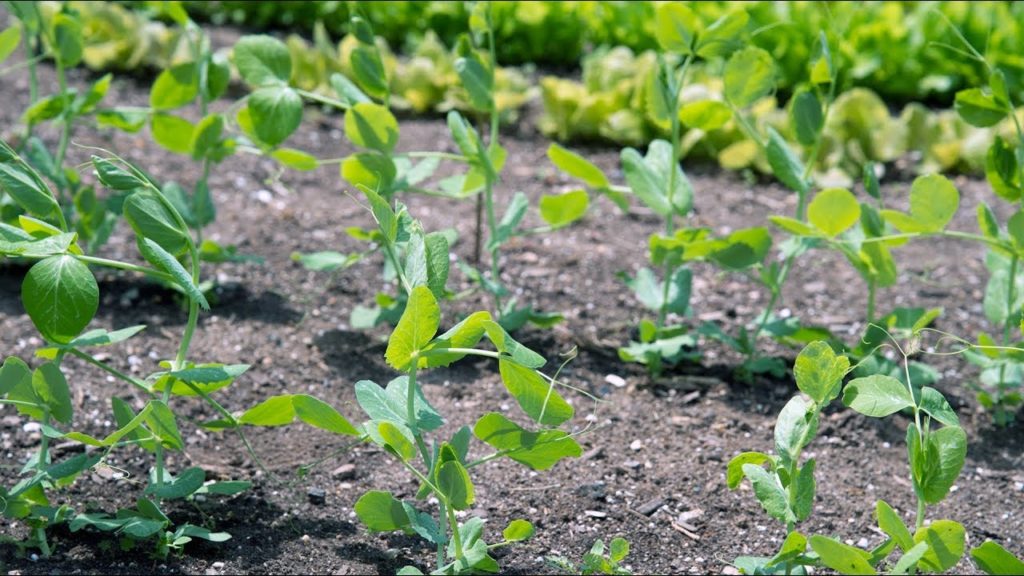 Succession Planting: How to Get High Yield Crops All Season Long