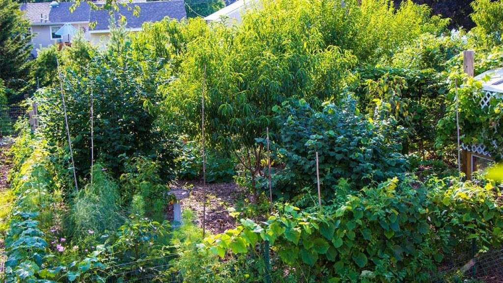 James Prigioni: Backyard Permaculture FOOD FOREST, Functional Design Backyard Permaculture FOOD FOREST, Functional Design
