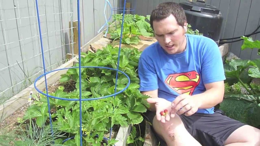 Comparing Strawberries Taste Test Seascape, Tristar, Sierra F1 Part 3 Alberta Urban Garden