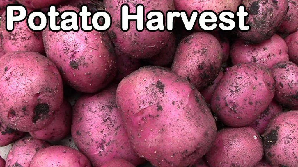 One Yard Revolution: Potato Harvest: Growing Potatoes & Building Soil at the Same Time Potato Harvest: Growing Potatoes & Building Soil at the Same Time