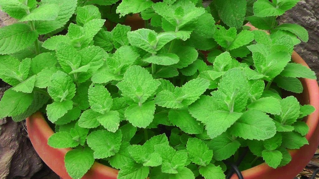 All About Growing Mint