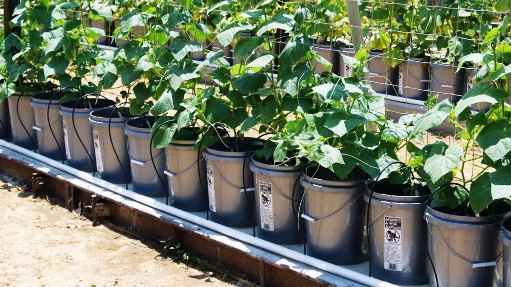 Best Self Watering Pot Design I've Seen Yet!