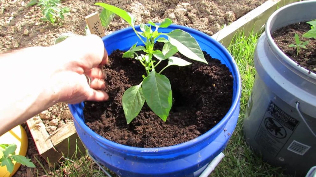 (6 of 9) Growing Tomatoes & Peppers: Pepper Planting, Container Soil, Basic Feeding, Tomato Progress