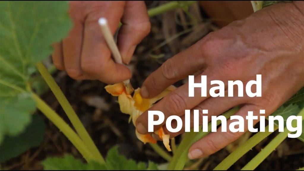 CaliKim: How to Hand Pollinate and the Difference Between Male and Female Flowers How to Hand Pollinate and the Difference Between Male and Female Flowers
