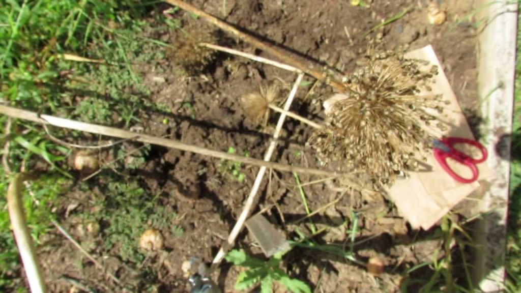 Gary Pilarchik: MFG 2013: Collecting, Separating & Storing Leek Seeds MFG 2013: Collecting, Separating & Storing Leek Seeds